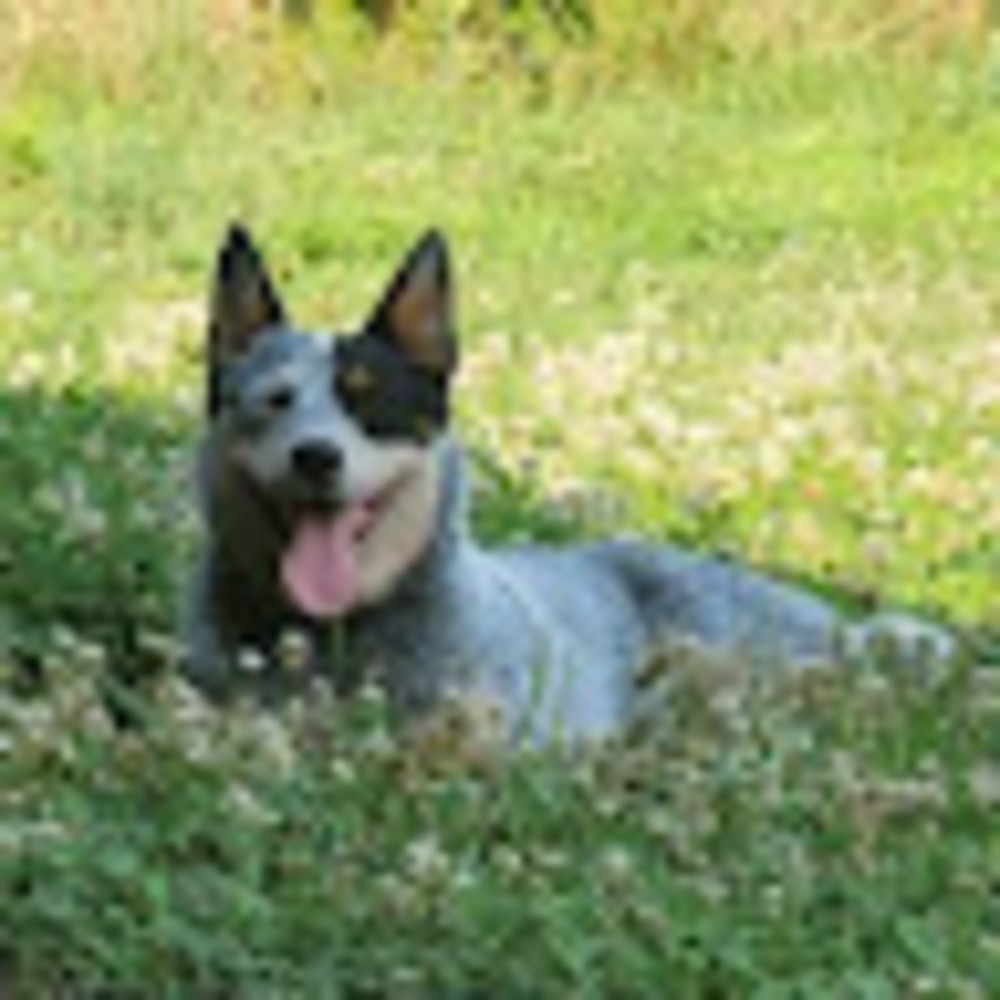 Meet your Posher, Reagan